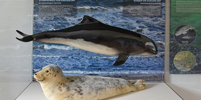 Ausflug mit Kindern - Born a. Darß - Eine der Vitrinen zeigt Meeressäuger, die auch in der Ostsee vorkommen - NATUREUM Darßer Ort