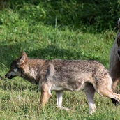 Destination - Bär und Wolf leben im Tierpark Goldau in einer Gemeinschaftsanlage.  - Natur- und Tierpark Goldau