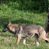 Ausflugsziel - Bär und Wolf leben im Tierpark Goldau in einer Gemeinschaftsanlage.  - Natur- und Tierpark Goldau