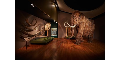 Ausflug mit Kindern - Themenschwerpunkt: Entdecken - PLZ 4142 (Schweiz) - Dauerausstellung Mammut & Säbelzahntiger - Naturhistorisches Museum Basel