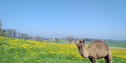 Ausflug mit Kindern - Ausflugsziel ist: ein Tierpark - Uhldingen-Mühlhofen - Kamelhof Olmerswil Schweiz