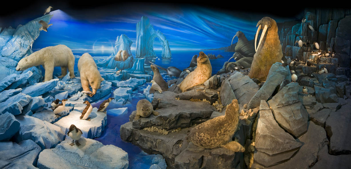 Ausflugsziel - Naturhistorisches Museum Genf: Arktis
Foto P. Wagneur - Museum of Natural History / Naturhistorisches Museum Genf