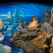 Destination - Naturhistorisches Museum Genf: Arktis
Foto P. Wagneur - Museum of Natural History / Naturhistorisches Museum Genf