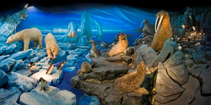 Reis met kinderen - erreichbar mit: Bahn - Zwitserland - Naturhistorisches Museum Genf: Arktis
Foto P. Wagneur - Museum of Natural History / Naturhistorisches Museum Genf