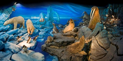 Ausflug mit Kindern - öffentliche Verkehrsmittel - Satigny - Naturhistorisches Museum Genf: Arktis
Foto P. Wagneur - Museum of Natural History / Naturhistorisches Museum Genf