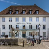 Ausflugsziel - Mitten in der barocken Altstadt liegt das Naturmuseum. - Naturmuseum Solothurn