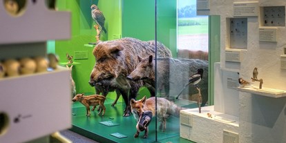 Ausflug mit Kindern - Alter der Kinder: Jugendliche - Schweiz - Einheimische Lebensräume und ihre Bewohner. - Naturmuseum Solothurn