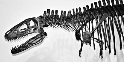Ausflug mit Kindern - Ausflugsziel ist: ein Museum - T-Rex Eleven  - Sauriermuseum Bellach
