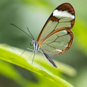 Ausflugsziel - Papiliorama Kerzers