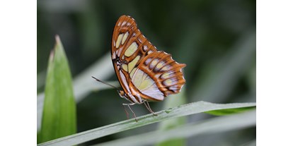 Ausflug mit Kindern - Ausflugsziel ist: ein Naturerlebnis - Wabern (Köniz) - Papiliorama Kerzers