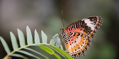 Ausflug mit Kindern - Ausflugsziel ist: ein Zoo - Wabern (Köniz) - Papiliorama Kerzers