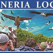Ausflugsziel - Falconeria Locarno