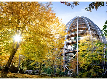 Ausflug mit Kindern - Ausflugsziel ist: eine Sehenswürdigkeit - Baumwipfelpfad Bayerischer Wald im Herbst - Baumwipfelpfad Bayerischer Wald