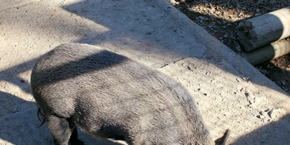 Ausflug mit Kindern - Kinderwagen: vollständig geeignet - Schnepfau - Die Wildschweine können wie viele andere Tiere auch gefüttert werden - Wildpark Feldkirch