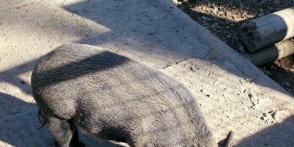 Ausflug mit Kindern - Witterung: Wechselhaft - Urnäsch - Die Wildschweine können wie viele andere Tiere auch gefüttert werden - Wildpark Feldkirch