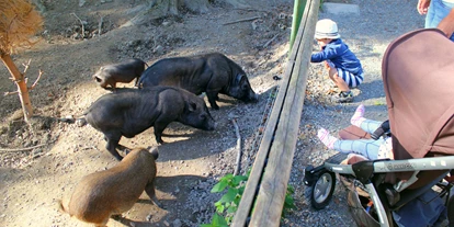 Ausflug mit Kindern - Witterung: Schönwetter - Schnepfau - Auch die Minischweine freuen sich über Futter - Wildpark Feldkirch