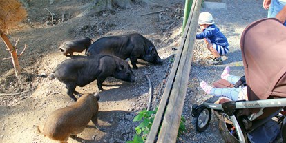 Ausflug mit Kindern - Alter der Kinder: 1 bis 2 Jahre - Urnäsch - Auch die Minischweine freuen sich über Futter - Wildpark Feldkirch