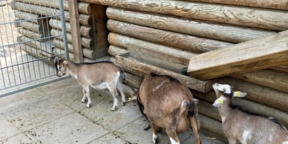Ausflug mit Kindern - Ausflugsziel ist: ein Tierpark - Urnäsch - Wildpark Feldkirch