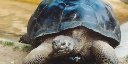 Ausflug mit Kindern - Frög - Galapagos Riesenschildkröten im Freiland - Reptilienzoo Happ