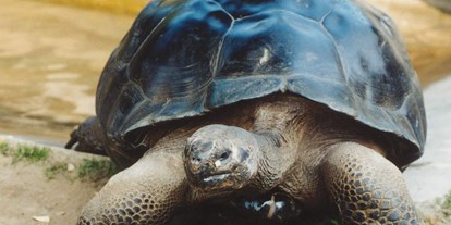 Ausflug mit Kindern - Stallhofen (Wernberg) - Galapagos Riesenschildkröten im Freiland - Reptilienzoo Happ