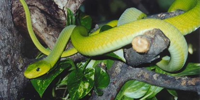 Ausflug mit Kindern - Frög - Tödliche Giftschlangen und 7 m lange Riesenschlange im Tropenhaus  - Reptilienzoo Happ