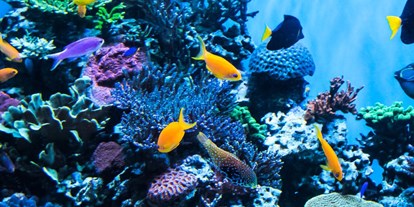 Ausflug mit Kindern - Alter der Kinder: 4 bis 6 Jahre - Istrien - Aquarium Porec