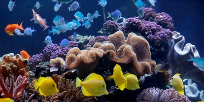 Ausflug mit Kindern - Dauer: unter einer Stunde - Speyer - Korallen mit Fischen - SEA LIFE Speyer