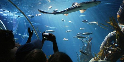 Ausflug mit Kindern - Themenschwerpunkt: Tiere - Speyer - Hai aus dem Tunnel fotografiert - SEA LIFE Speyer