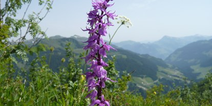 Ausflug mit Kindern - Ausflugsziel ist: eine Wanderung - Wald am Arlberg - Blumen-Wanderlehrpfad 