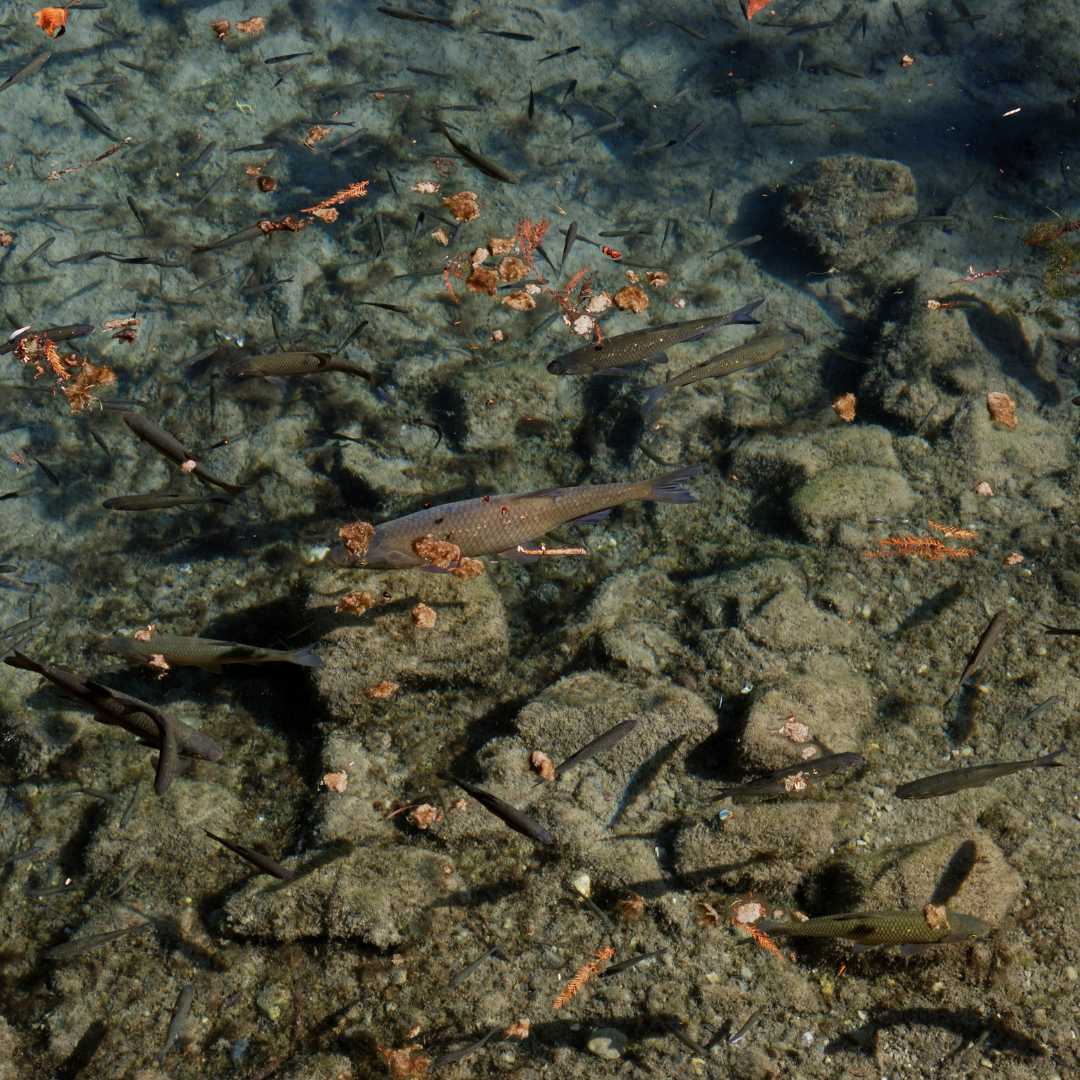 Destination - Symbolbild für Ausflugsziel Museo Sisàn (Venetien). - Museo Sisàn