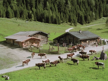 Trip with children - Fleiß - Unsere gutmütigen Pinzgauer Kühe prägen
die Alm. Am Nachmittag können die Kinder beim Melken zuschauen und die Milch verkosten. - Palfner Alm Rauris