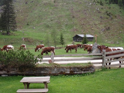 Ausflug mit Kindern - Preisniveau: günstig - Salzburg - Unsere schönen Pinzgauer Kühe fressen nur frisches 
Gras - Palfner Alm Rauris