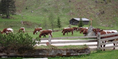 Ausflug mit Kindern - Umgebungsschwerpunkt: Berg - PLZ 9822 (Österreich) - Unsere schönen Pinzgauer Kühe fressen nur frisches 
Gras - Palfner Alm Rauris