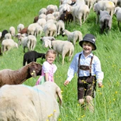 Destination - 800 Schafe pflegen im Sommer die Pisten des Winters. - Streichelzoo und Disc Golf Parcours 