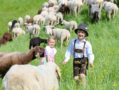 Ausflug mit Kindern - Witterung: Bewölkt - PLZ 8992 (Österreich) - 800 Schafe pflegen im Sommer die Pisten des Winters. - Streichelzoo und Disc Golf Parcours 