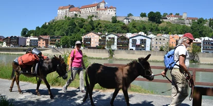 Ausflug mit Kindern - Preisniveau: günstig - Kleinberg (Nußdorf am Haunsberg) - Eselwandern am Eselhof Berndlgut