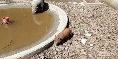 Ausflug mit Kindern - Umgebungsschwerpunkt: Land - Batschuns - Doppelmayr Zoo