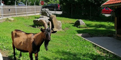 Ausflug mit Kindern - Ausflugsziel ist: ein Tierpark - Dornbirn Gütle - Doppelmayr Zoo
