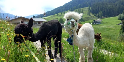 Trip with children - Kinderwagen: großteils geeignet - Tyrol - Die lustigen Alpakas vom Sollererwirt in Thierbach - Wald-Familienweg in Thierbach – Wildschönau 