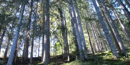 Ausflug mit Kindern - Schatten: überwiegend schattig - Jenbach - Wald-Familienweg in Thierbach – Wildschönau 
