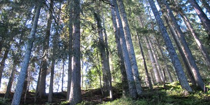 Ausflug mit Kindern - Schatten: überwiegend schattig - Wald-Familienweg in Thierbach – Wildschönau 
