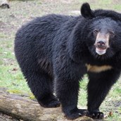 Ausflugsziel - Ussurischer Kragenbär  - Tierpark Dessau – Lehrpark für Tier- und Pflanzenkunde
