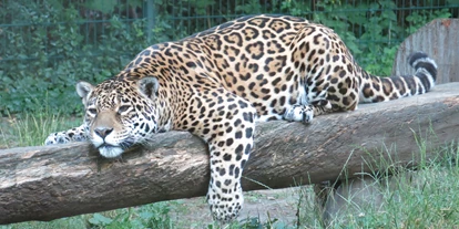 Ausflug mit Kindern - Jaguar - Tierpark Dessau – Lehrpark für Tier- und Pflanzenkunde