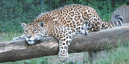 Ausflug mit Kindern - Ausflugsziel ist: eine Sehenswürdigkeit - Jaguar - Tierpark Dessau – Lehrpark für Tier- und Pflanzenkunde