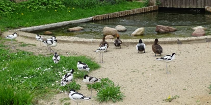 Trip with children - Ausflugsziel ist: ein Tierpark - Germany - Begehbare Nordstrandvoliere - Tierpark Dessau – Lehrpark für Tier- und Pflanzenkunde