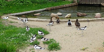 Ausflug mit Kindern - Ausflugsziel ist: eine Sehenswürdigkeit - Begehbare Nordstrandvoliere - Tierpark Dessau – Lehrpark für Tier- und Pflanzenkunde