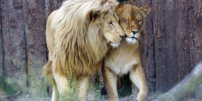 Ausflug mit Kindern - Ausflugsziel ist: ein Tierpark - Courtételle - Löwenpaar - Sikypark - der Schweizer Tierrettungspark