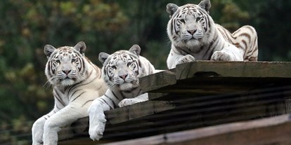 Ausflug mit Kindern - erreichbar mit: Bahn - Schweiz - Weisse Tiger - Sikypark - der Schweizer Tierrettungspark