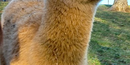 Ausflug mit Kindern - St. Peter (Moosburg) - Alpakas Erlebniswanderung in Südkärnten 