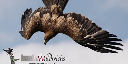 Ausflug mit Kindern - Ausflugsziel ist: ein Naturerlebnis - Niederranna (Mühldorf) - Adler beim Freiflug in der Greifvogelschau - NÖ Falknerei- und Greifvogelzentrum Waldreichs